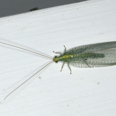 Apertochrysa edwardsi (A Green Lacewing) at Ainslie, ACT - 18 Dec 2019 by jb2602
