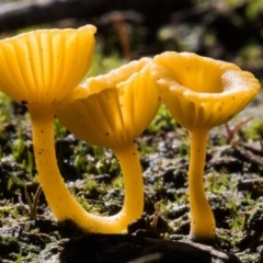 Lichenomphalia chromacea (Yellow Navel) at Mulligans Flat - 27 Apr 2020 by dannymccreadie