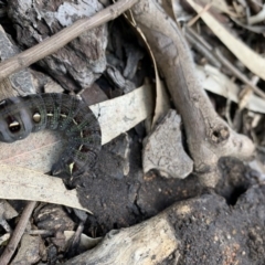 Hippotion scrofa (Coprosma Hawk Moth) at Black Range, NSW - 27 Apr 2020 by Steph H