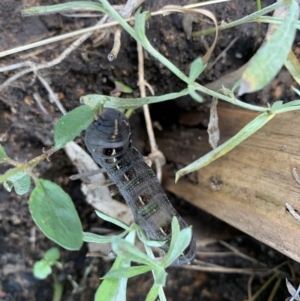 Hippotion scrofa at Black Range, NSW - 28 Apr 2020