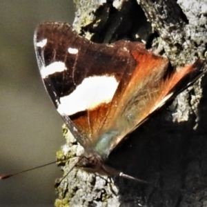 Vanessa itea at Symonston, ACT - 28 Apr 2020