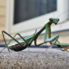 Pseudomantis albofimbriata (False garden mantis) at Wanniassa, ACT - 28 Apr 2020 by JohnBundock