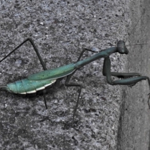 Pseudomantis albofimbriata at Wanniassa, ACT - 28 Apr 2020 03:12 PM