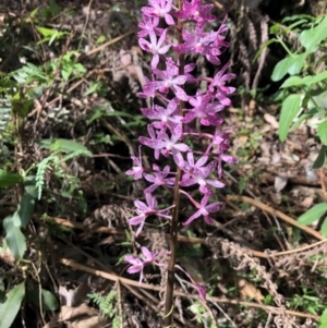 Dipodium punctatum at Wattamolla, NSW - suppressed