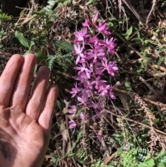 Dipodium punctatum at Wattamolla, NSW - suppressed