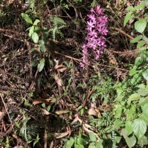 Dipodium punctatum at Wattamolla, NSW - suppressed