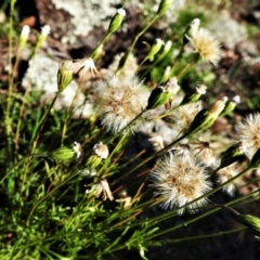 Vittadinia muelleri (Narrow-leafed New Holland Daisy) at Symonston, ACT - 28 Apr 2020 by JohnBundock