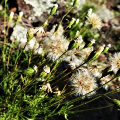 Vittadinia muelleri (Narrow-leafed New Holland Daisy) at Symonston, ACT - 27 Apr 2020 by JohnBundock