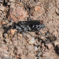 Turneromyia sp. (genus) (Zebra spider wasp) at Mount Mugga Mugga - 27 Apr 2020 by JohnBundock