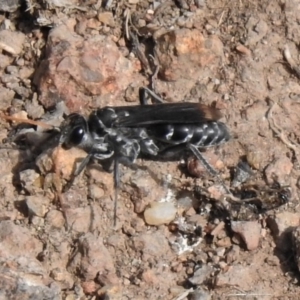 Turneromyia sp. (genus) at Symonston, ACT - 28 Apr 2020