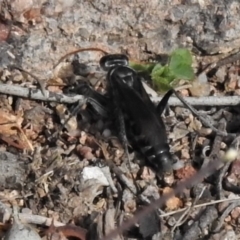 Turneromyia sp. (genus) at Symonston, ACT - 28 Apr 2020