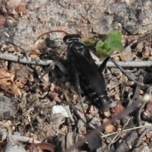 Turneromyia sp. (genus) at Symonston, ACT - 28 Apr 2020