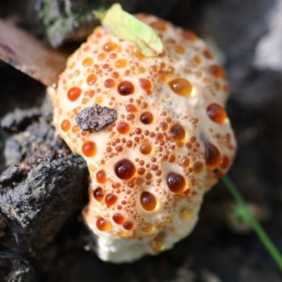 Unidentified Fungus at Quaama, NSW - 29 Apr 2020 by FionaG
