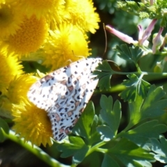 Utetheisa pulchelloides (Heliotrope Moth) at Black Range, NSW - 28 Apr 2020 by MatthewHiggins