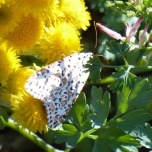 Utetheisa pulchelloides at Black Range, NSW - 28 Apr 2020