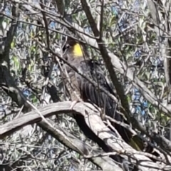 Zanda funerea (Yellow-tailed Black-Cockatoo) at Fraser, ACT - 28 Apr 2020 by trevorpreston