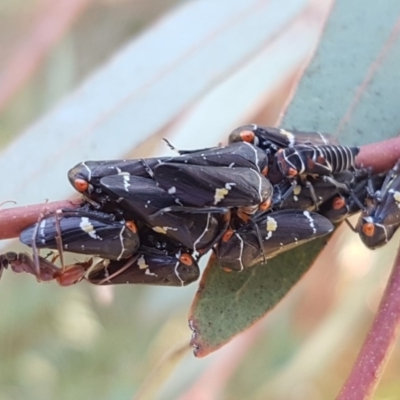 Eurymeloides punctata (Gumtree hopper) at Fraser, ACT - 28 Apr 2020 by trevorpreston