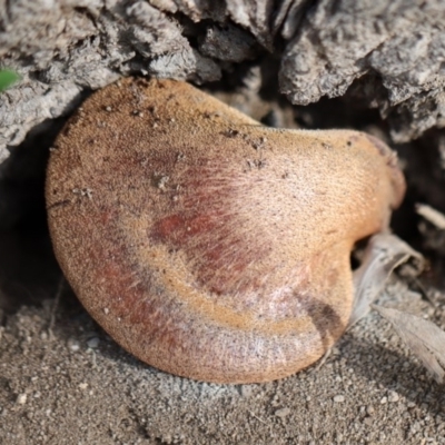 zz Polypore (cap and stem) at Quaama, NSW - 28 Apr 2020 by FionaG