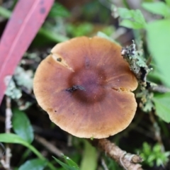 Cortinarius sp. (Cortinarius) at Quaama, NSW - 28 Apr 2020 by FionaG