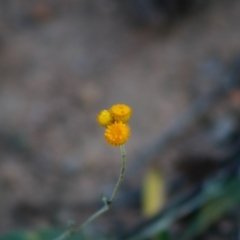 Chrysocephalum apiculatum (Common Everlasting) at Red Hill Nature Reserve - 28 Apr 2020 by LisaH