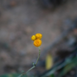 Chrysocephalum apiculatum at Deakin, ACT - 28 Apr 2020