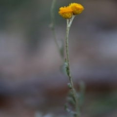 Chrysocephalum apiculatum at Deakin, ACT - 28 Apr 2020