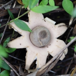 Geastrum sp. at Quaama, NSW - 28 Apr 2020