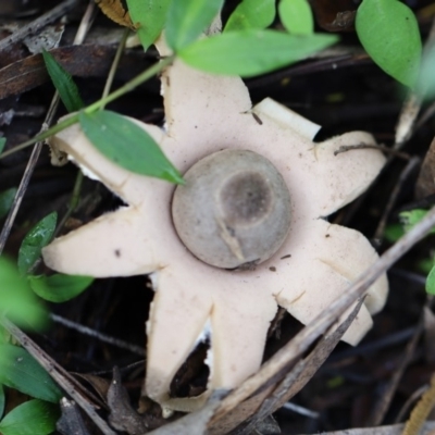 Geastrum sp. (genus) (An earthstar) at Quaama, NSW - 28 Apr 2020 by FionaG