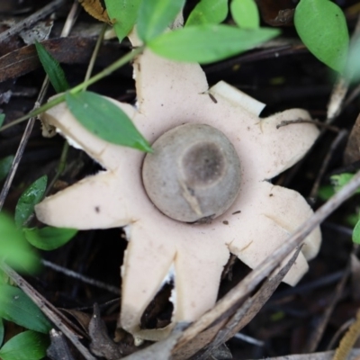 Unidentified Cup or disk - with no 'eggs' at Quaama, NSW - 28 Apr 2020 by FionaG