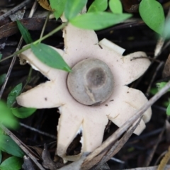 Unidentified Cup or disk - with no 'eggs' at Quaama, NSW - 28 Apr 2020 by FionaG