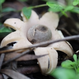 Geastrum sp. at Quaama, NSW - 28 Apr 2020