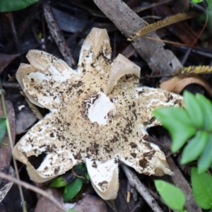 Geastrum sp. at Quaama, NSW - 28 Apr 2020