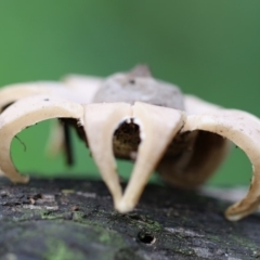 Geastrum sp. at Quaama, NSW - 28 Apr 2020