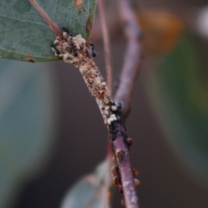 Iridomyrmex sp. (genus) at Deakin, ACT - 28 Apr 2020