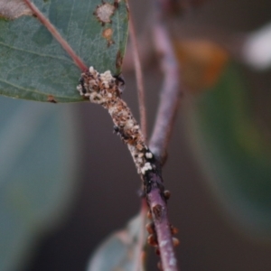 Iridomyrmex sp. (genus) at Deakin, ACT - 28 Apr 2020