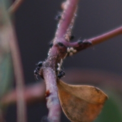 Iridomyrmex sp. (genus) at Deakin, ACT - 28 Apr 2020