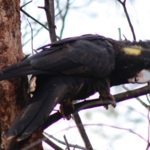 Zanda funerea at Deakin, ACT - 27 Apr 2020