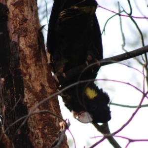 Zanda funerea at Deakin, ACT - 27 Apr 2020