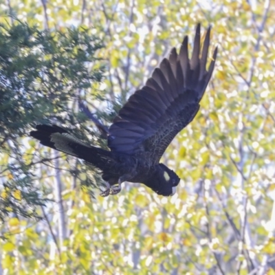 Zanda funerea (Yellow-tailed Black-Cockatoo) at Bruce, ACT - 27 Apr 2020 by Alison Milton
