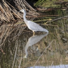 Egretta novaehollandiae (White-faced Heron) at Bruce, ACT - 28 Apr 2020 by AlisonMilton