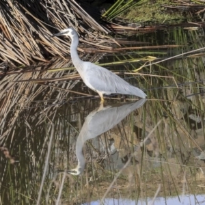 Egretta novaehollandiae at Bruce, ACT - 28 Apr 2020 08:53 AM