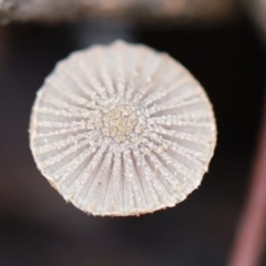 Parasola plicatilis at Murrah, NSW - 28 Apr 2020 by FionaG