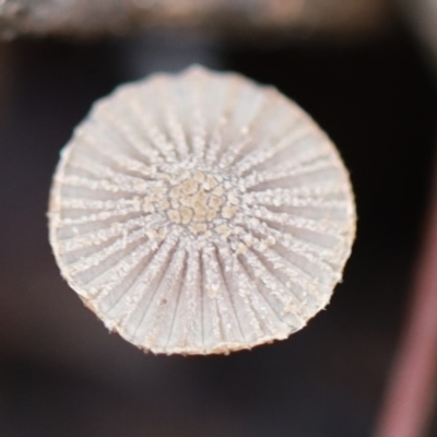 Coprinellus etc. (An Inkcap) at Murrah, NSW - 28 Apr 2020 by FionaG