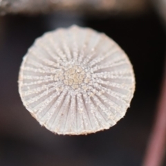Unidentified Cup or disk - with no 'eggs' at Murrah, NSW - 28 Apr 2020 by FionaG