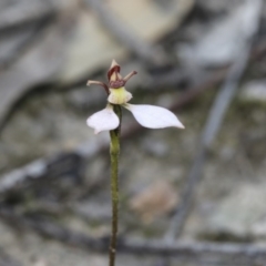 Eriochilus cucullatus (Parson's Bands) at O'Connor, ACT - 28 Apr 2020 by AlisonMilton