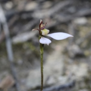 Eriochilus cucullatus at O'Connor, ACT - suppressed