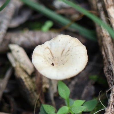 Unidentified Cup or disk - with no 'eggs' at Quaama, NSW - 28 Apr 2020 by FionaG