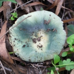 Russula sp. (genus) (Russula) at Murrah, NSW - 28 Apr 2020 by FionaG