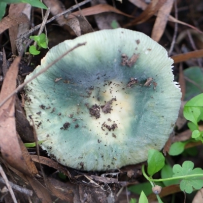 Russula sp. (genus) (Russula) at Murrah, NSW - 28 Apr 2020 by FionaG