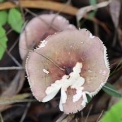 Russula sp. (genus) (Russula) at Murrah, NSW - 28 Apr 2020 by FionaG